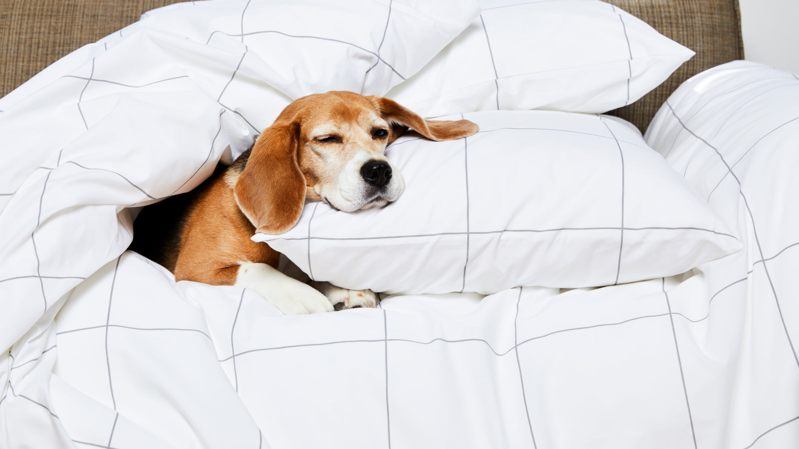 Dog napping in bed 