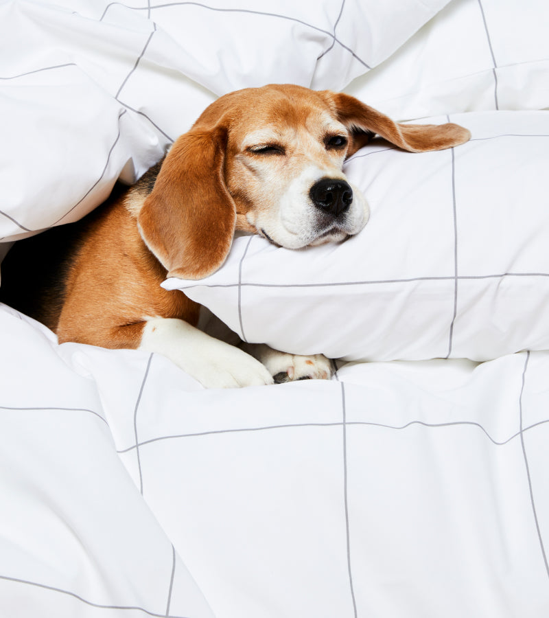 Dog napping in bed 